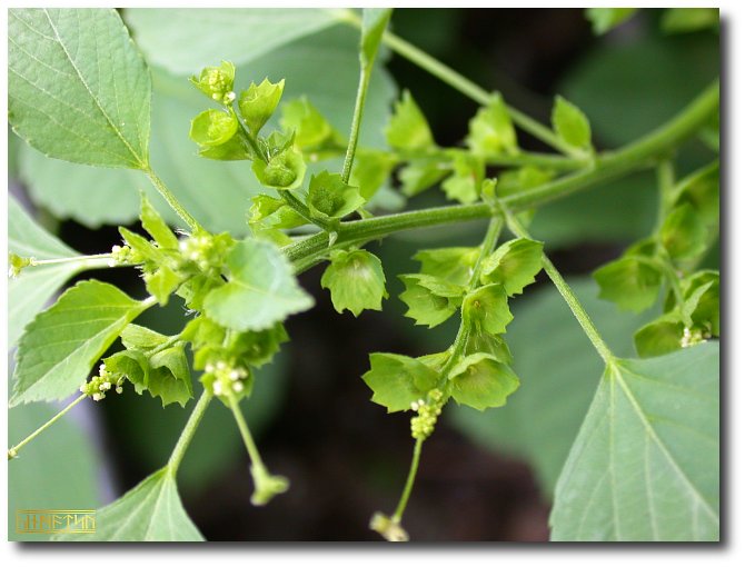 Herbal plants Sri Lanka Kuppameniya(Acalypha indica L).