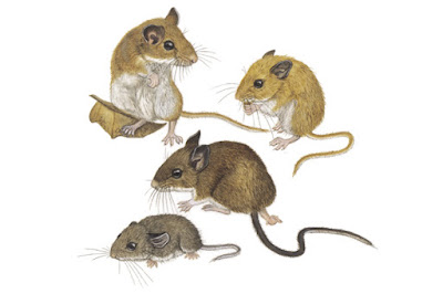 Peromyscus maniculatus