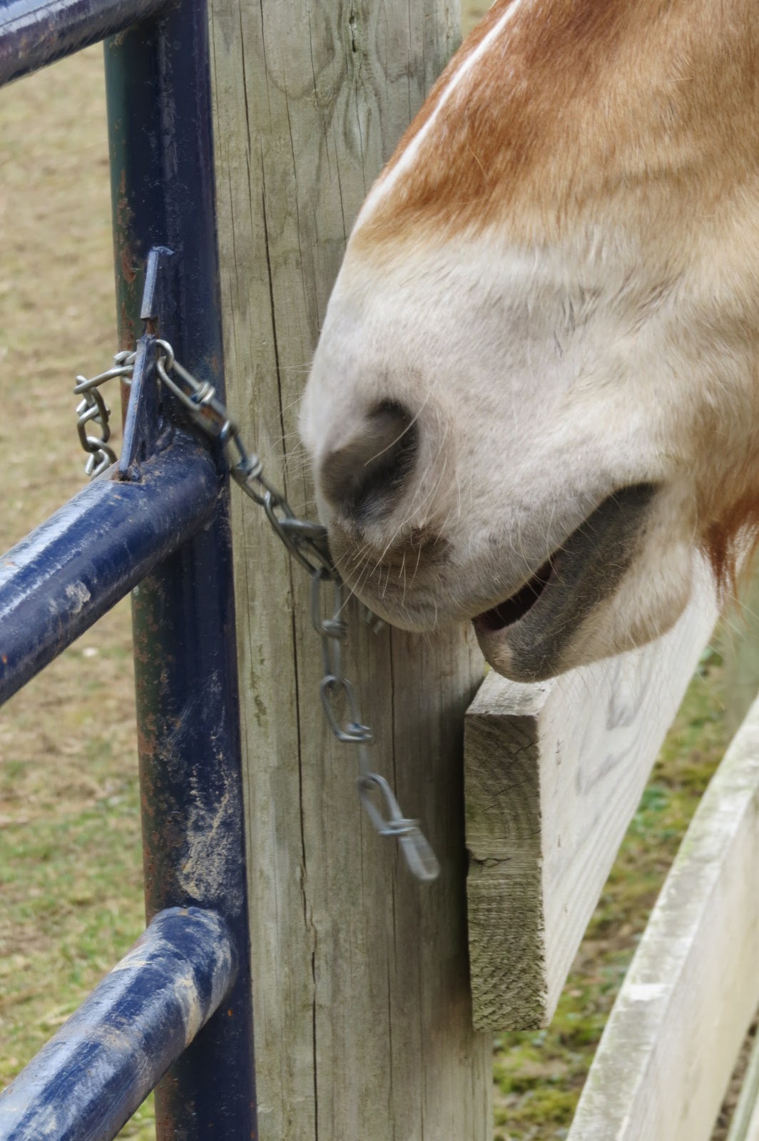 If Horses Had Fingers....