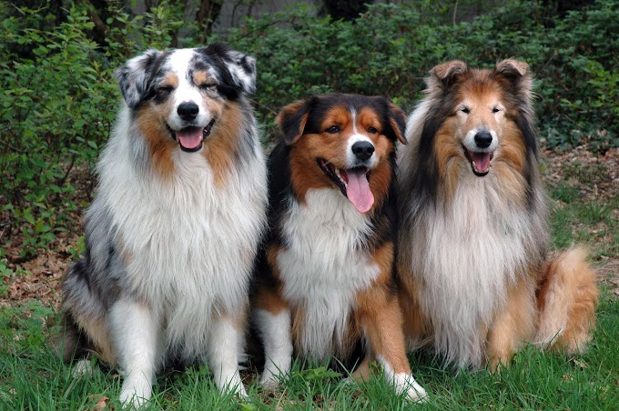Perros en grupo - Animales como mascotas