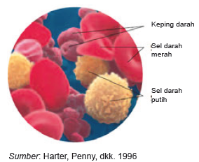 Sistem Transportasi Pada Manusia Dilengkapi Gambar Maolioka