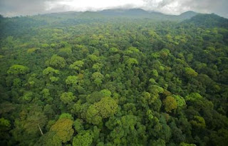 Lingkungan hutan yang terbentuk di alam sebagai penampung karbondioksida