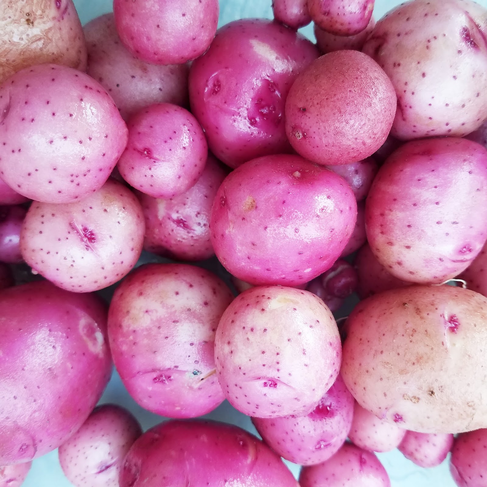 Erin Reed Makes Tips on Planting New Potatoes in Raised Garden Beds