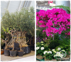 Blog Garten Bloggertreffen Messe Stuttgart 2018 Topfgartenwelt