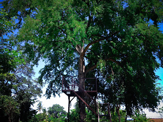 Ecotourism Recreation Place On The Big Old Tree In The Park At Tangguwisia Village, North Bali, Indonesia