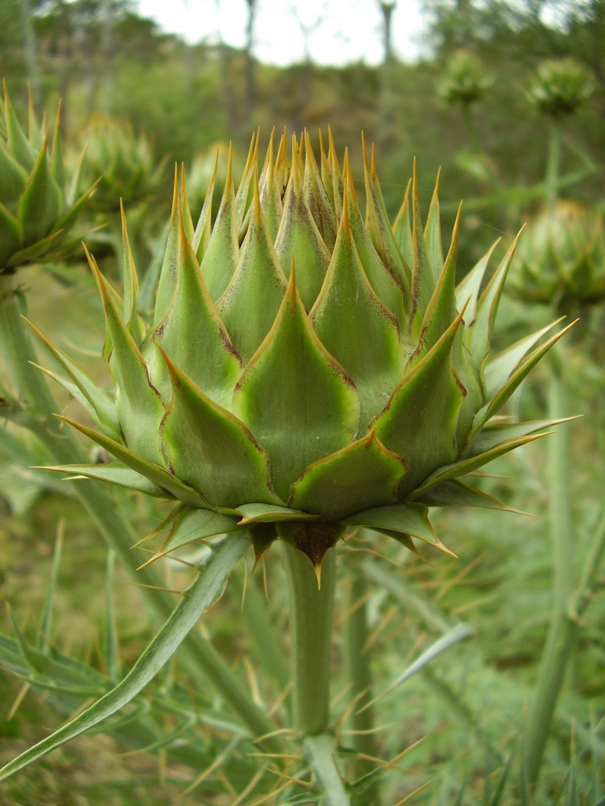 Beauty Of Flowers Artichoke thistle