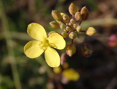 Brassica fruticolosa)