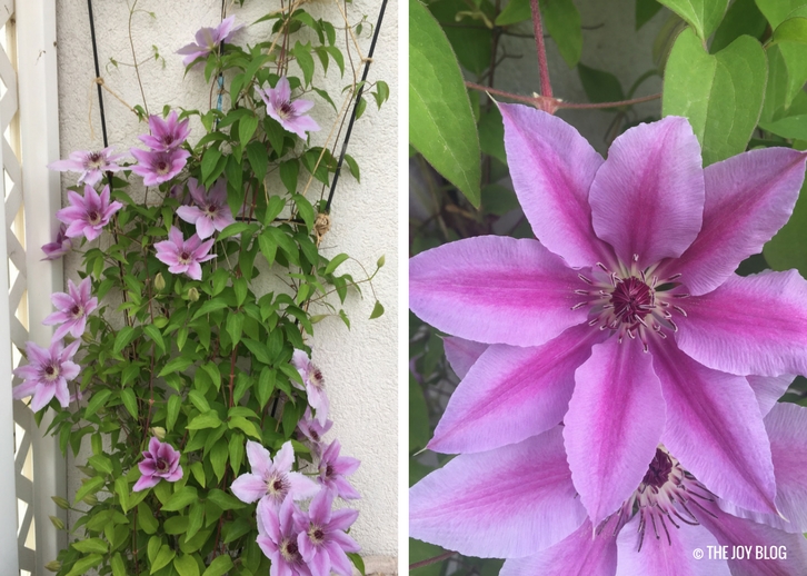 Nelly Moser Clematis // www.thejoyblog.net