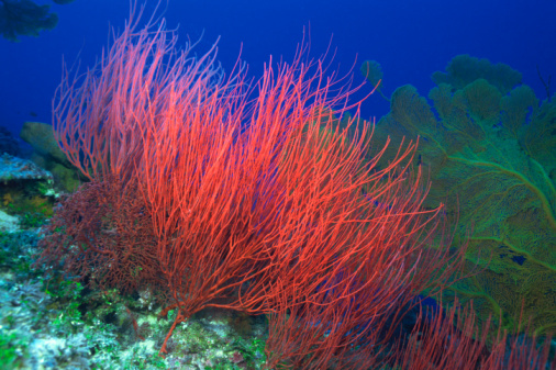 Natural resources (economically referred to as lan Coral