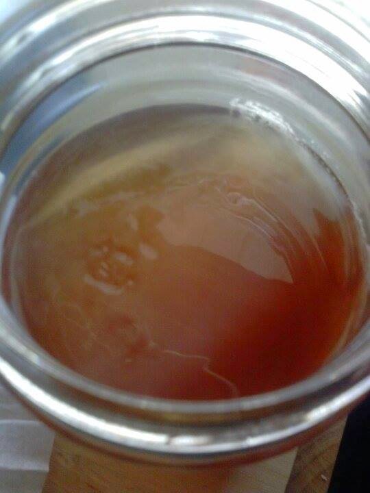 Baby SCOBY