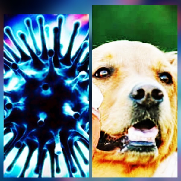 Perros podrían ser el origen de la nueva influenza. Perros podrían ser el origen de la nueva influenza.
