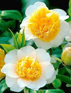 camelia-japonica-de-petalos-bnlancos