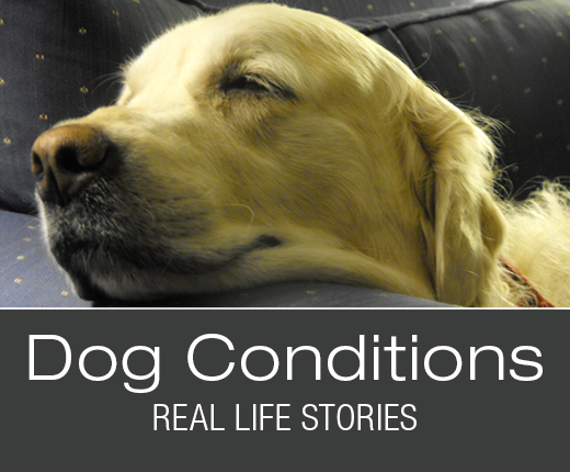 Dog Conditions - Real-Life Stories: Buddy's Nosebleeds