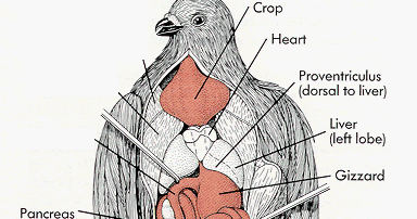 World of Pigeons and Doves: Digestion in Pigeon diagram of saliva 