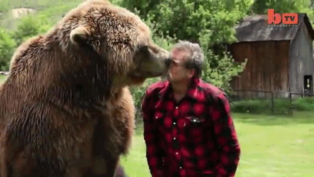 Fearless Fearless Man Plays With Grizzly Bears Like You Play With Your Dog