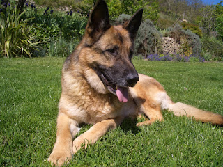 german-shepherd-dog-14