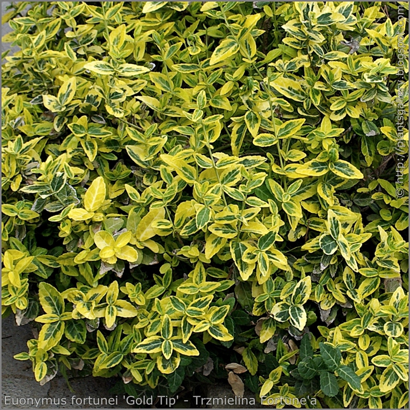 Euonymus fortunei 'Gold Tip' leawes - Trzmielina Fortune'a 'Gold Tip' liście
