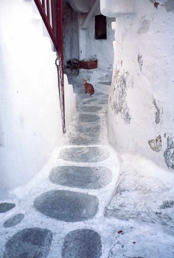 Cats from Chora {Naxos} Traveling Cats Travel Pictures of Cats