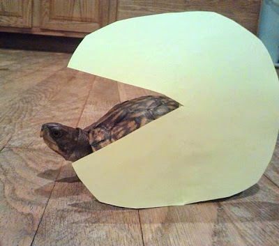 Claira turtle Pac-Man Claira sea turtle Pac-Man Troopa tortoise Koopa eaten