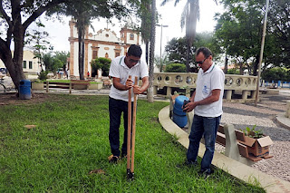 Mudas de ipê são furtadas de praça pública em Piracuruca - Imagem 3