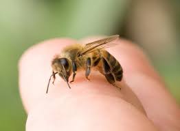 Piqûre d'abeille Abeille pique un doigt
