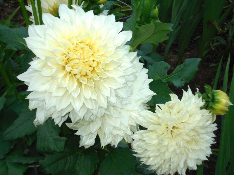 GIANT DINNER PLATE DAHLIAS WELL WORTH THE WAIT! Sowing the Seeds