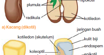  Struktur  Biji  Tumbuhan GIPeng