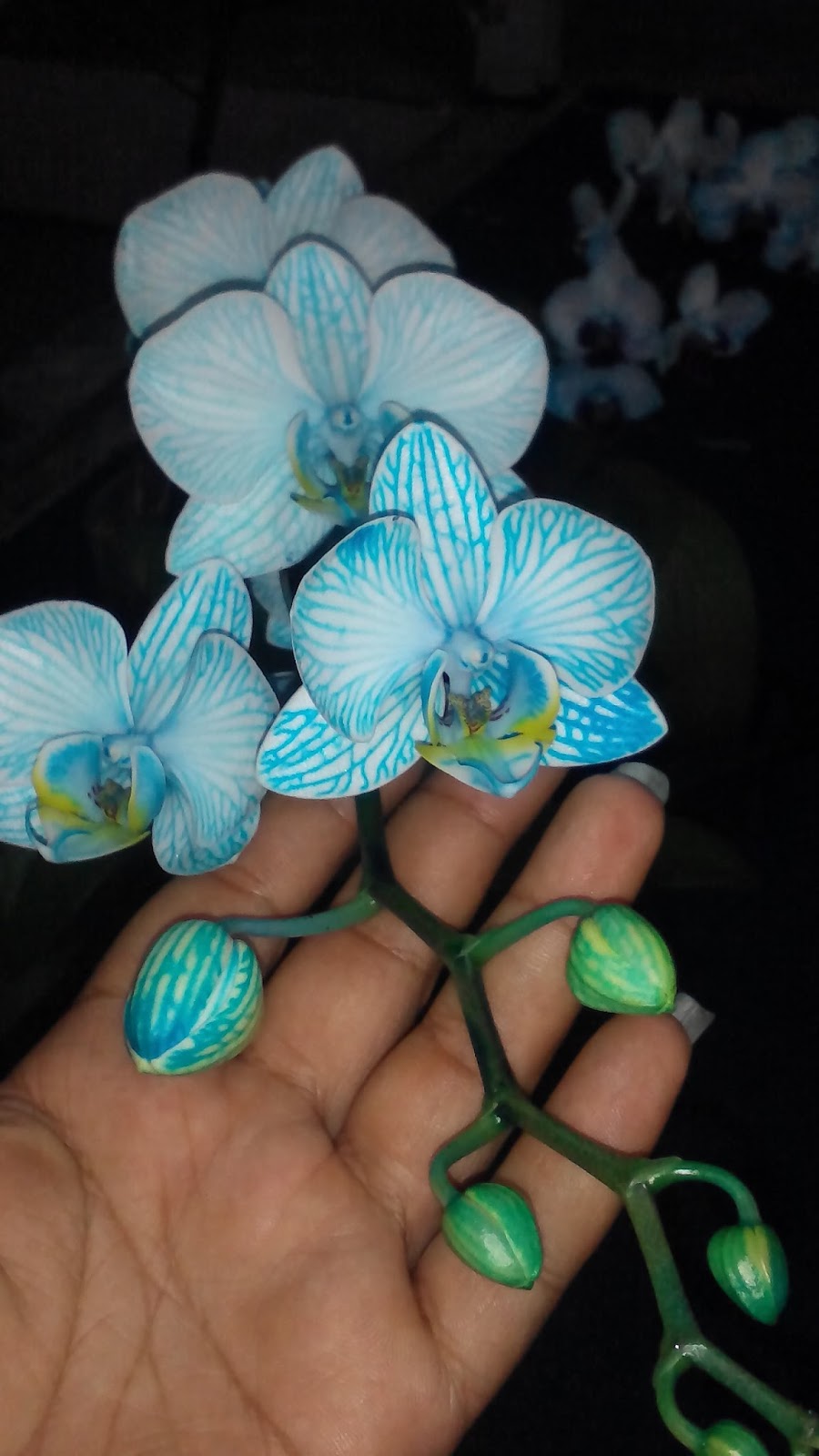 Orchids(butterfly/Phals)maklumat lengkap bagi peminat 