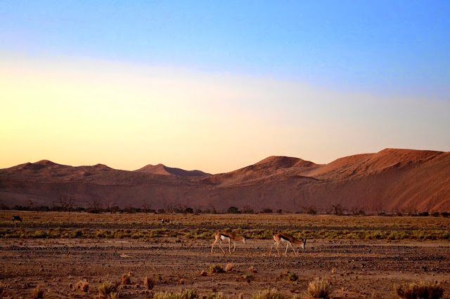 Springbok grazing in the desert