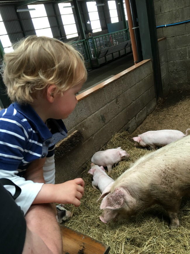 Walnut-tree-farm-park-A-Toddler-looking-at-pigs