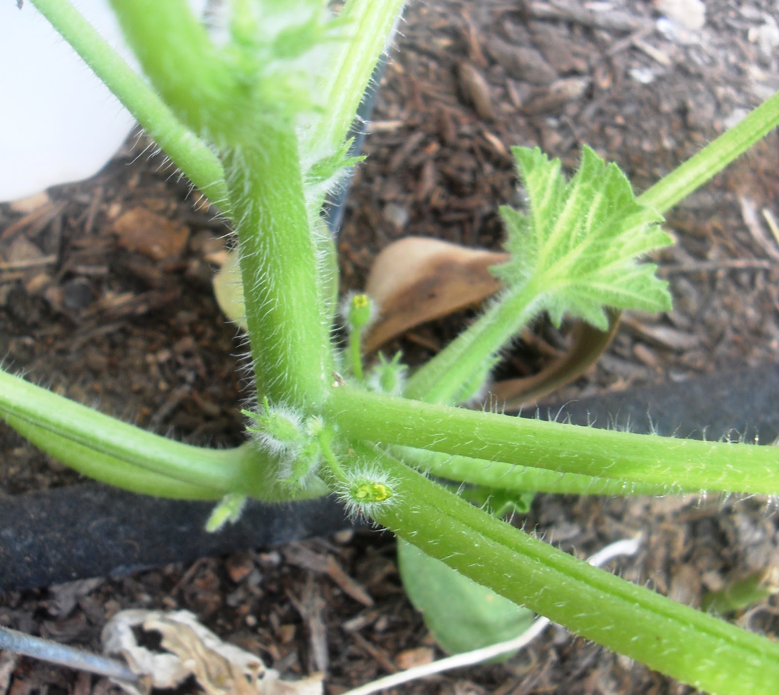 Cucumber Blossoms peliculafilmhd4k