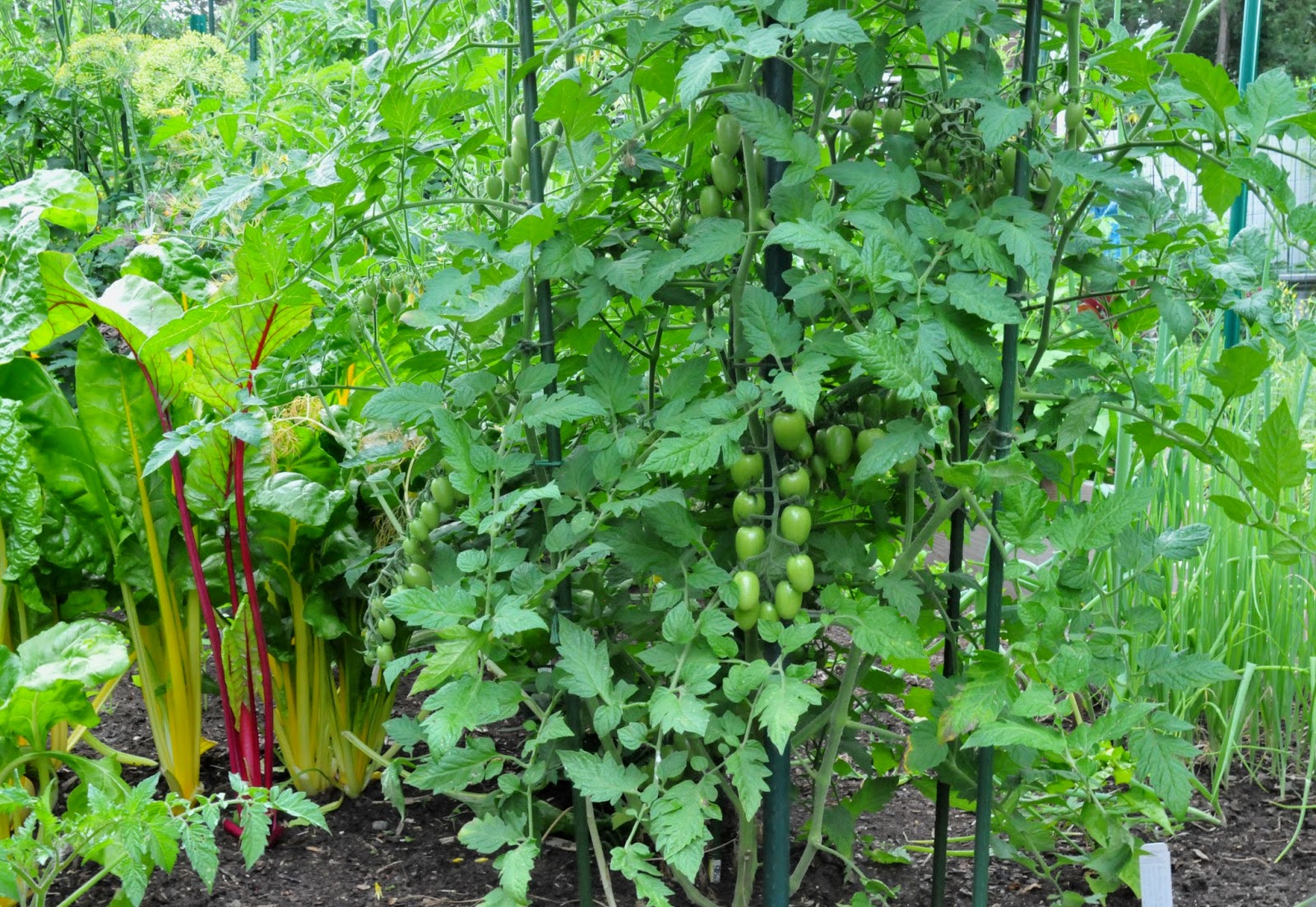 Сажают ли помидоры рядом с огурцами. Помидоры в огороде. Фасоль на грядке. Томаты на грядке. Совместные посадки овощей.