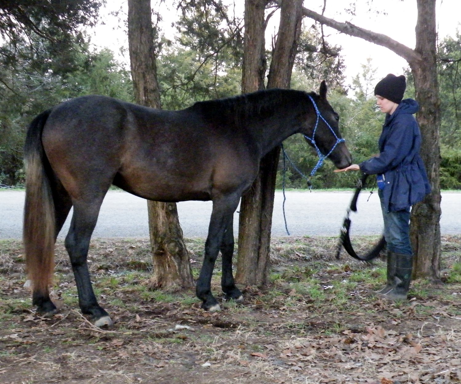 Equestrian Journey: First Time Wearing a Surcingle!