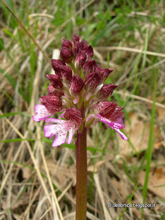 fattoria didattica orchidea rose orto ortica savigno bologna valsamoggia zocca