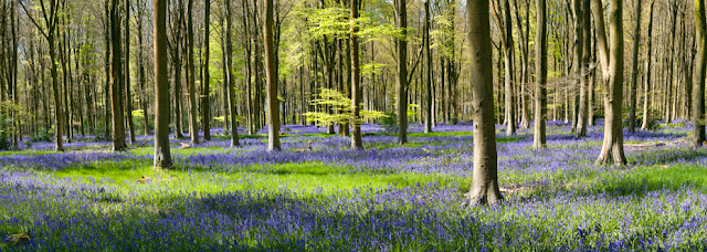 Bluebells at West Woods in Marlborough by Martyn Ferry Photography