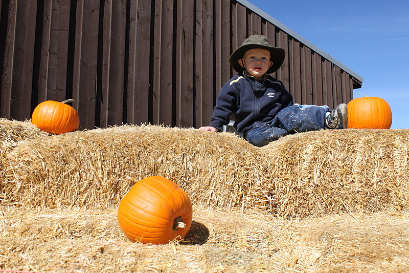 Allison & Daniel's Journey McCall's Pumpkin Patch