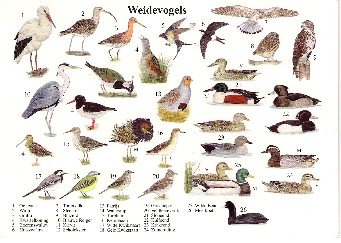 Птицы на букву и названия и фото