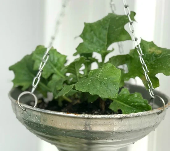 Repurposed Lamp Shade Planter