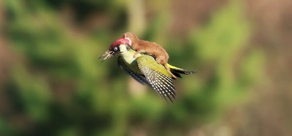 watch baby weasel have fun riding a woodpecker as the later struggles to save it's life via geniushowto.blogspot.com rare wildlife enccounter photos and videos