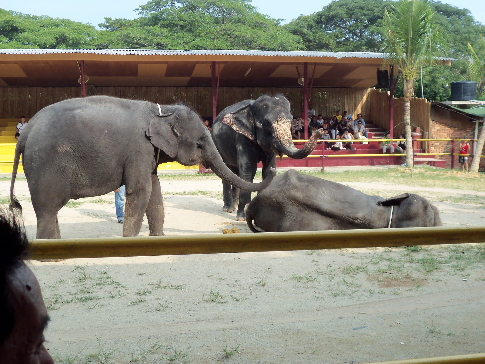 SABASURIA ZOO MELAKA & A FAMOSA ANIMAL WORLD SAFARI