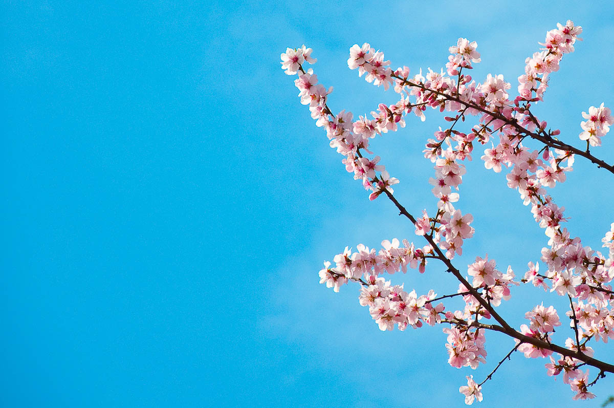 Fruit tree in bloom, Vicenza, Veneto, Italy