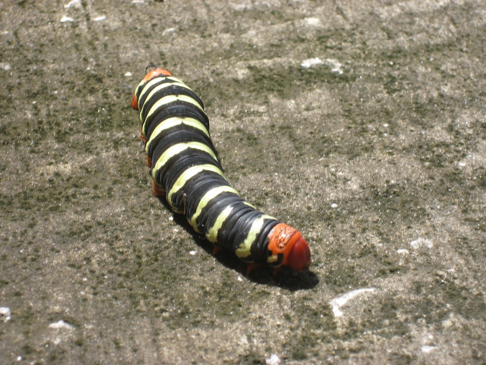 Barbados Flora & Fauna Frangipani Hawkmoth Caterpillar (Pseudosphinx