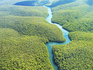 biomas brasileiros: amazônia