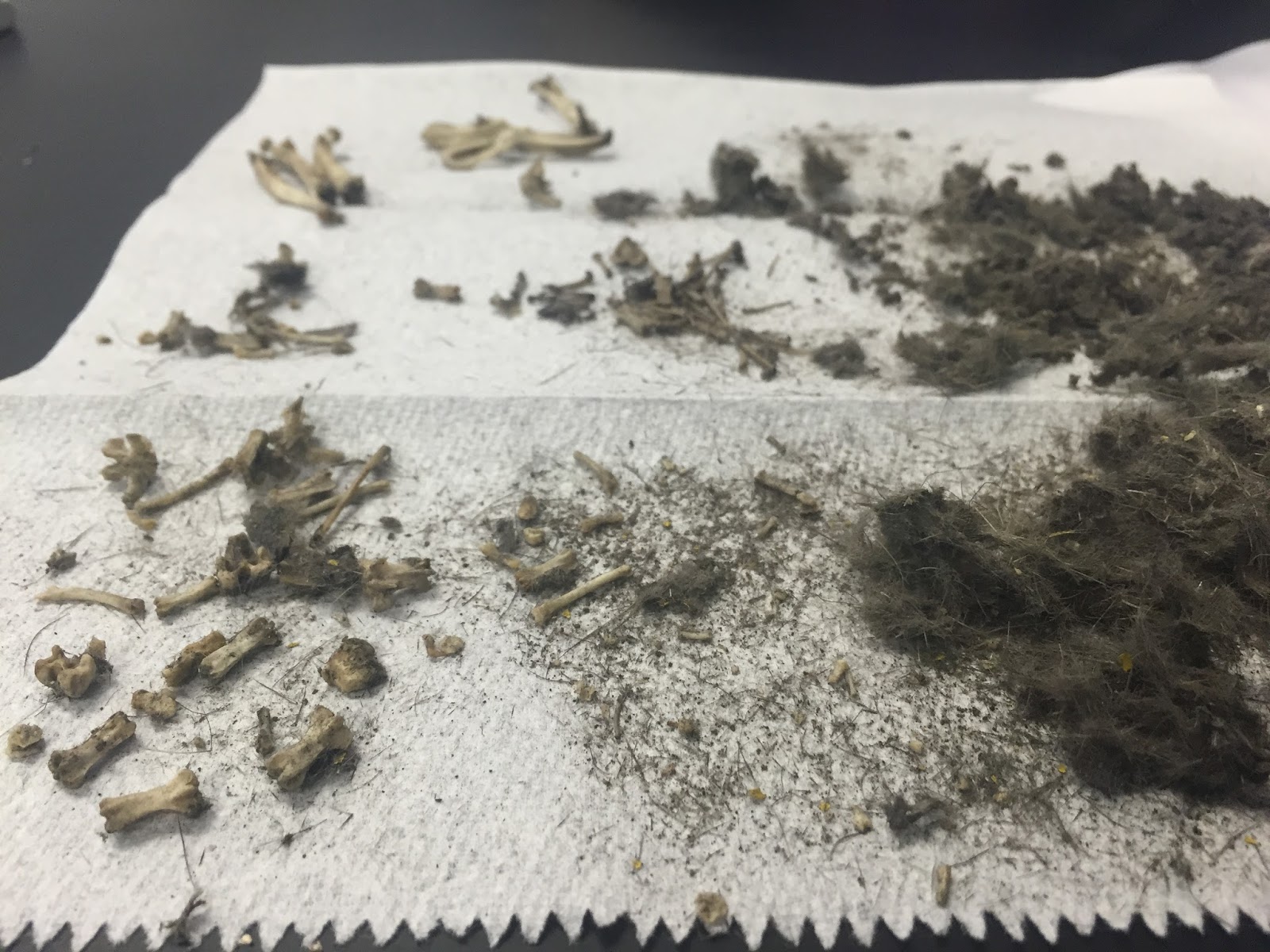 Anatomy and Physiology Blog Owl Pellet Lab