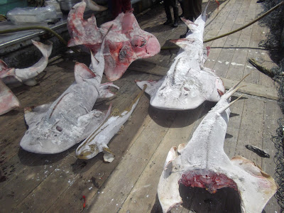 Hasil tangkapan hiu dan pari dari kapal pukat ikan