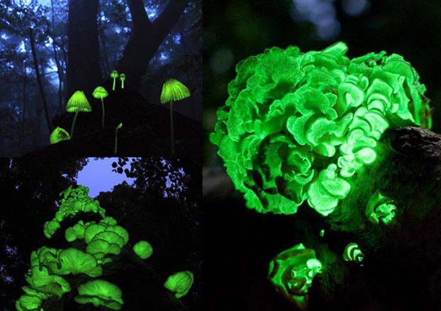 The Glowing Forest, Shikoku, Japan - 28 Awe Inspiring Photos That Prove Just How Cool Mother Nature Is