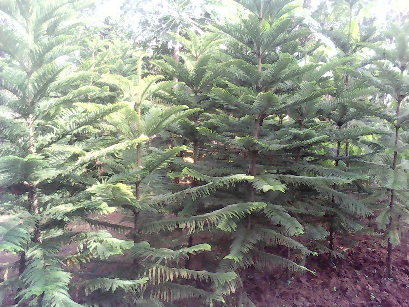 Pohon Cemara Hias, Cemara Kipas, Pohon Cemara Lilin Murah, Pohon Cemara