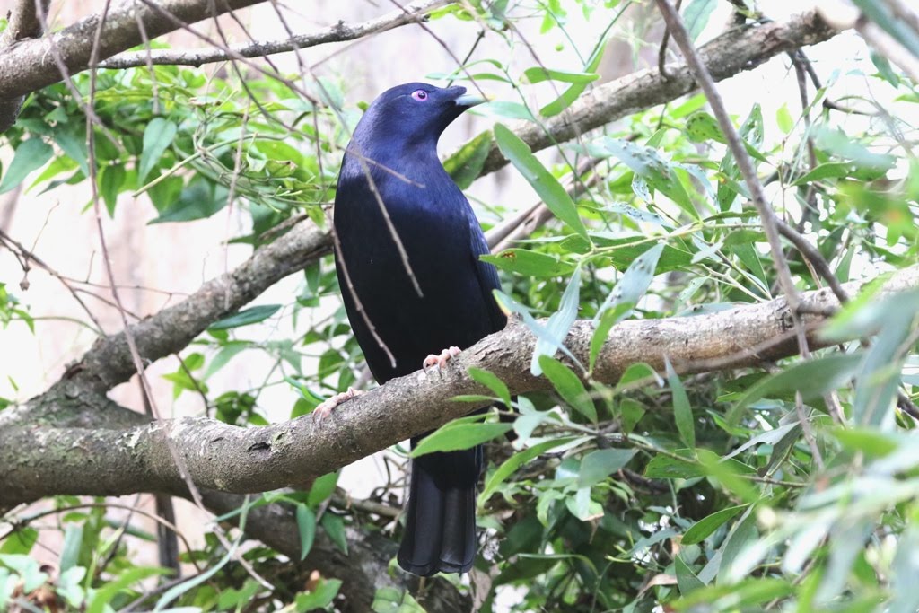 National Park Odyssey: Queen Mary Falls Section of Main Range National