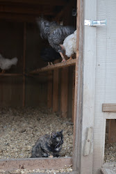 coop ventilation chicken woods neck