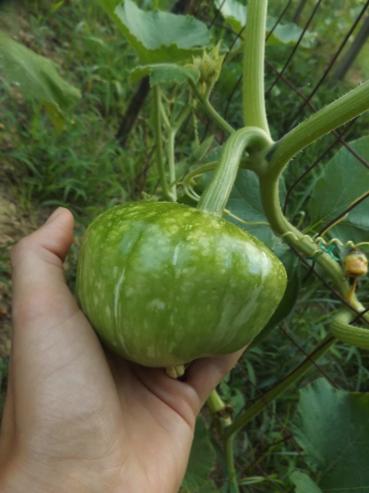 Vegans Living Off the Land Buttercup squash growing on trellis (Late June 2016)
